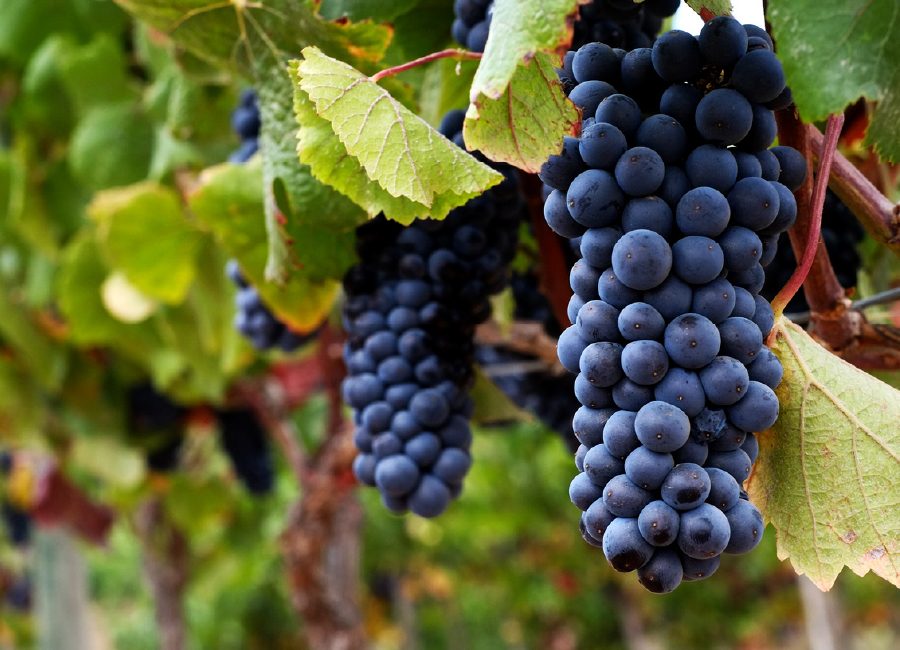 Villard vinos viña